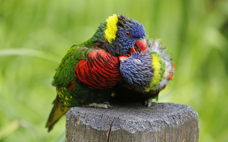 Multicolor, red, blue, 1080P, close, Parrot, Lorikeet, black, yellow, green, Birds