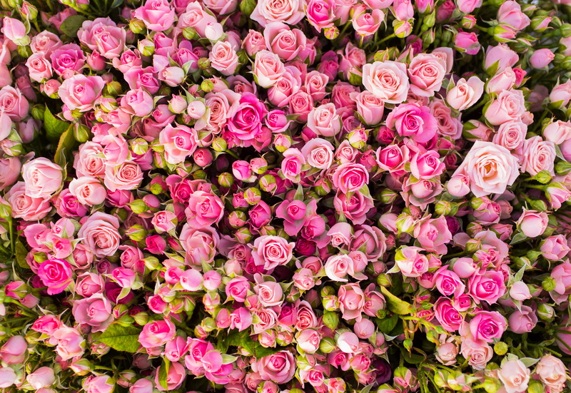 4K, 4K, Pink roses