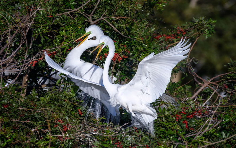 beak, bird, plant, spread wings, animals in the wild, vertebrate, outdoors, no people, desktop, animal neck, great, hd, great egret, birds