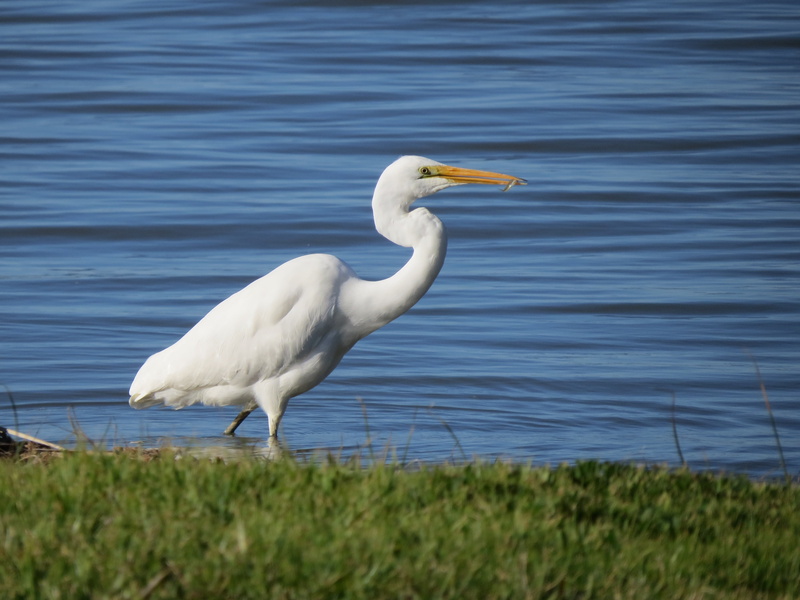 egret, no people, nature, heron, grass, white color, bird, side view, plant, wildlife, animal themes, outdoors, day, great egret, vertebrate, animal, water