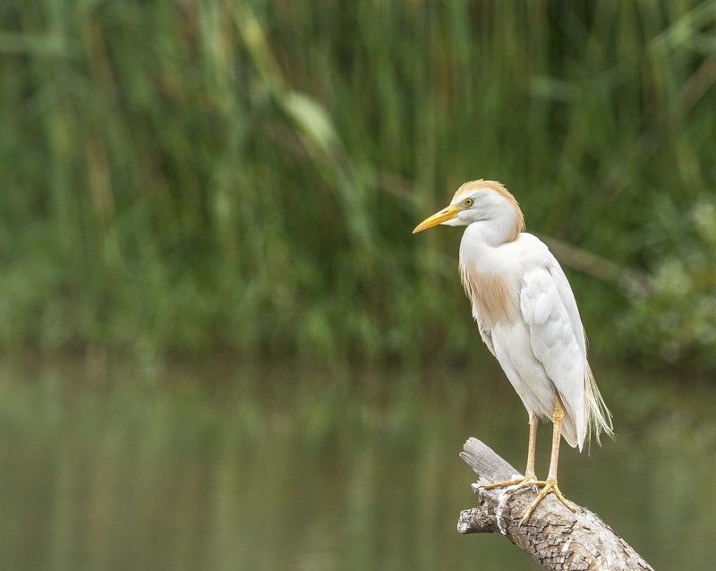 white, animal wildlife, plant, focus on foreground, africa, day, white color, 4K, outdoors, beak, branch, photo, water, tree, animals in the wild, profile view