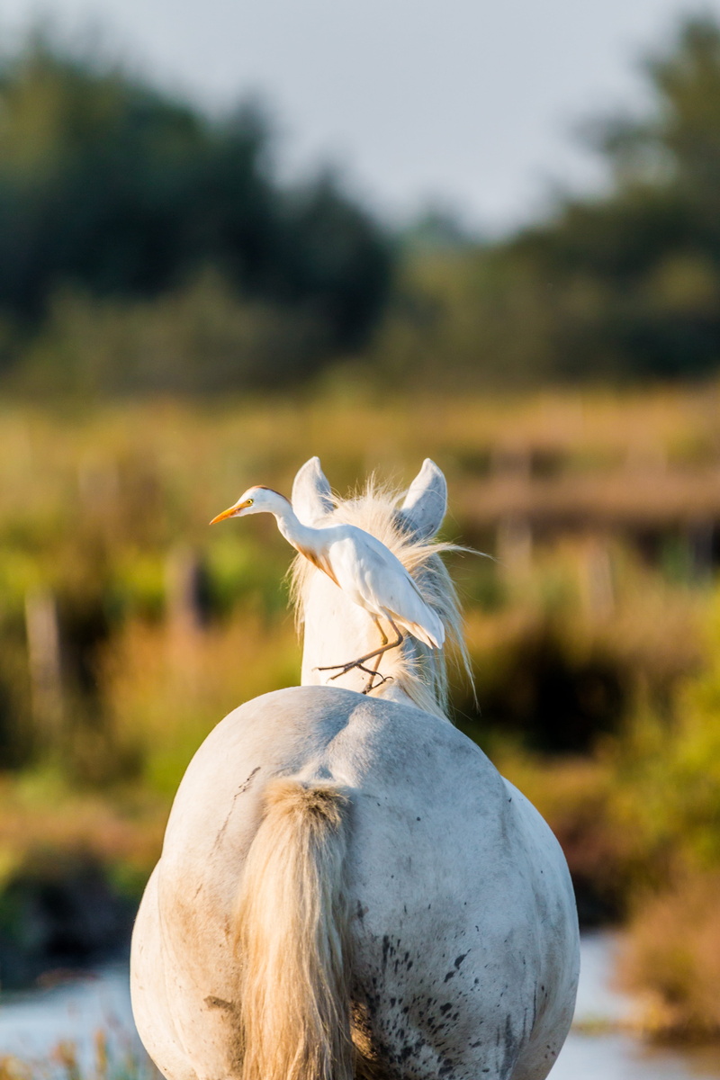 field, mammal, focus, white horse, one animal, white, outdoors, bird, domestic animals, herbivorous, back, domestic, animals in the wild, saintes-maries-de-la-mer
