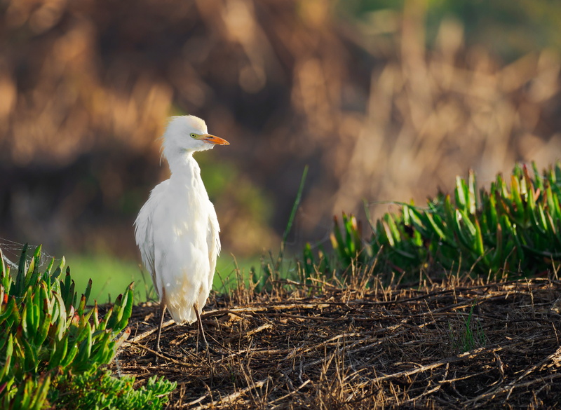 animal, day, focus on foreground, one animal, white, wildlife, 5K, animal themes, nature, outdoors, sunlight, egret, vertebrate, grass, intermediate egret