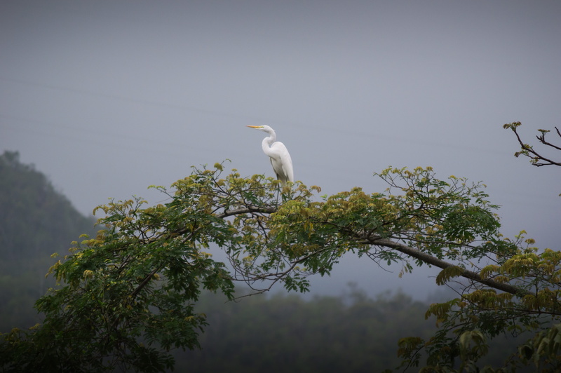 cloud, outdoors, diversity, vertebrate, environment, alps, perching, beautiful, river, tree, natural landscape, bird, travel, panorama, 5K, nature, wood