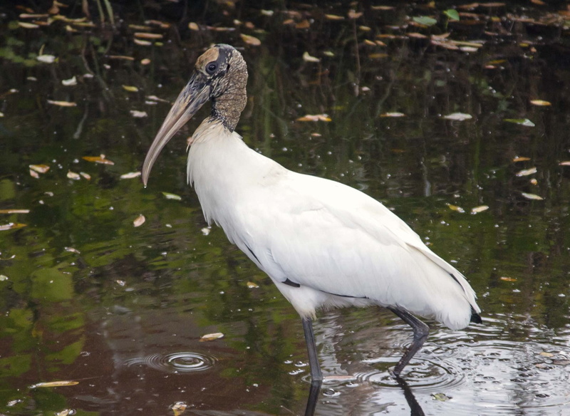 white, focus on foreground, great egret, wildlife, water, nature, water bird, no people, rare, animal, lake, white color, day, florida, bird, animal themes