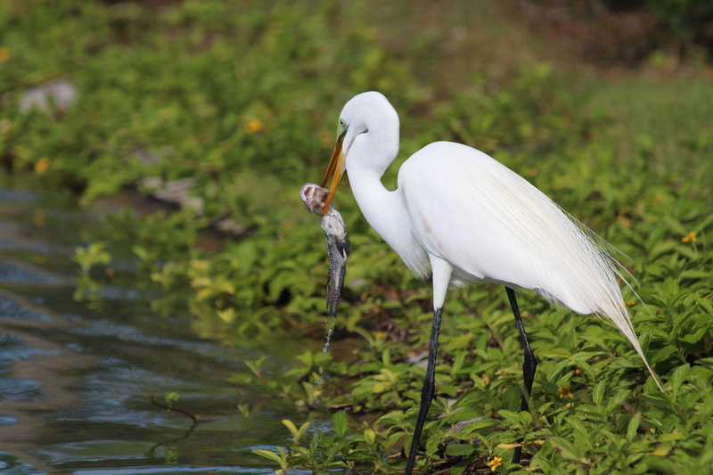 5K, water, nature, animal themes, green background, Ardea Alba, animals in the wild, crane - bird, feathered race, white color, one animal, animal wildlife