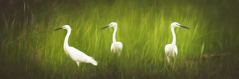 animal world, plant, little egret, vertebrate, paint, animals in the wild, great egret, 2K, day, painting, voegle, water, grass, beauty in nature, white