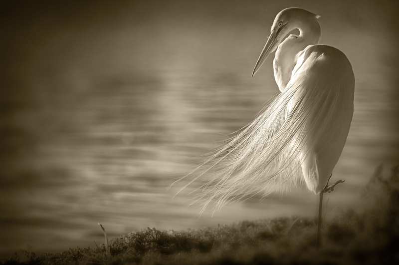 no People, summer, water, sky, wind, focus on foreground, white, egret, beauty In Nature, human representation, outdoors, heron, sit, plant, selective focus