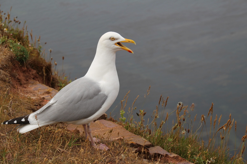 animals in the wild, lake, salt water, beach, coast, water bird, looking, plumage, animal wildlife, sea, Nature, day, animal themes, spring, perching, waterfowl