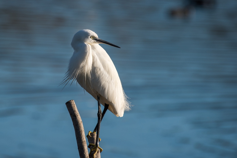 birds, white color, tarragona, animals in the wild, ebro, no people, nature reserve, focus on foreground, lake, day, animal wildlife, beak, egret, 4K