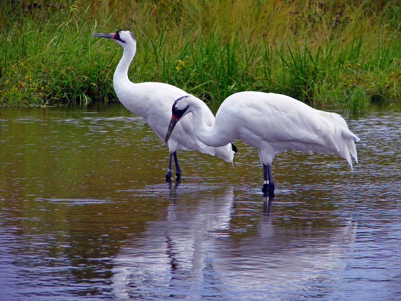 animal themes, crane, plant, 720P, nature, waterfront, bird, one animal, red, lake, beauty in nature, vertebrate, animals in the wild, reflection, cranes