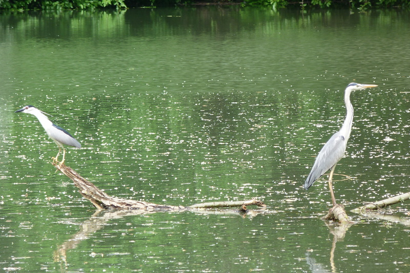 animal, two, bird, heron Family, trees, river, blue, beak, egret, florida - Usa, white, poultry, day, animals In The Wild, water bird, swamp, waterfront