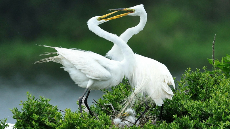 bird, great egret, water, nature, 1080P, birds, full length, beak, one animal, green color, animal neck, white color, white egret, vertebrate, beauty in nature