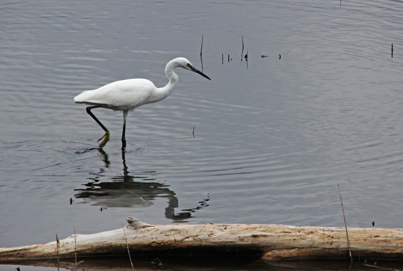 waters, animal world, great egret, ornithology, animals in the wild, little egret, wild, animal themes, bird, bill, day, no people, plumage, lake, nature