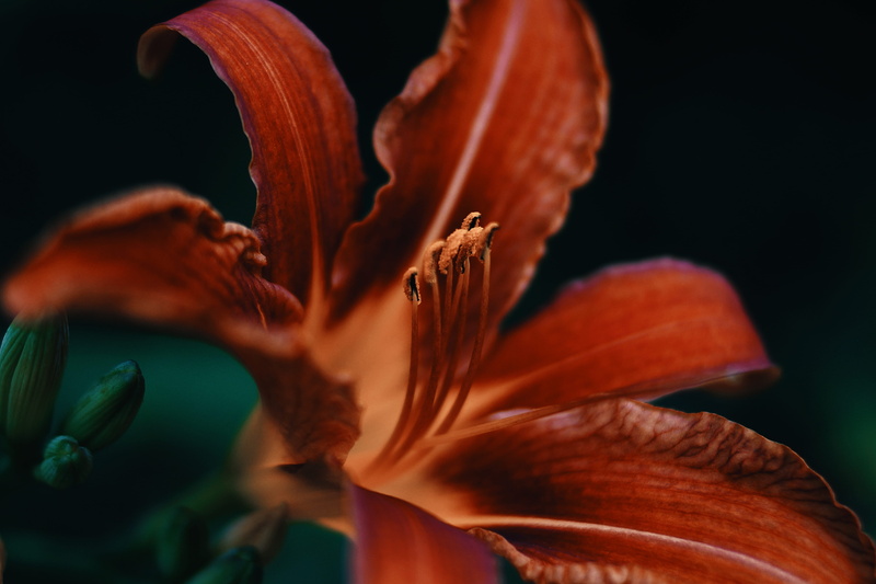 daylily, macro, selective focus, nature, fragility, stamen, pollen, close up, beauty in nature, 5K, beautyful, flower, shallow, lily, forest, growth, black background