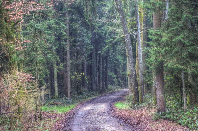 tree trunk, woodland, growth, nature, outdoors, path, the way forward, tranquil scene, 4K, plant, green, trunk, no people, tranquility, tree, forest, direction