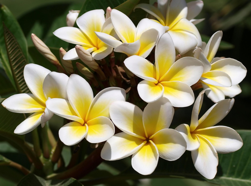2K, green Color, buds, green, decoration, day, beauty In Nature, nature, freshness, tropical Climate, close-up, plant, blossom, flowering plant, flower Head