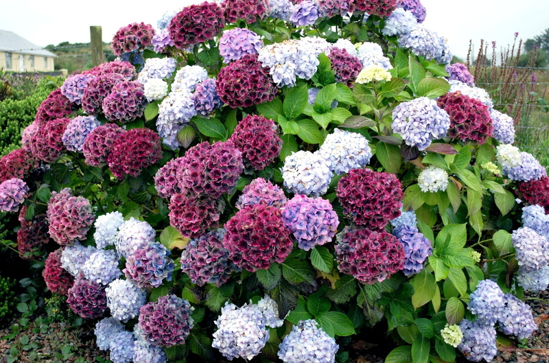 blossom, flower, pink Color, flower arrangement, botany, multi Colored, vulnerability, backgrounds, summer, plant, formal Garden, hydrangeas, beautifully