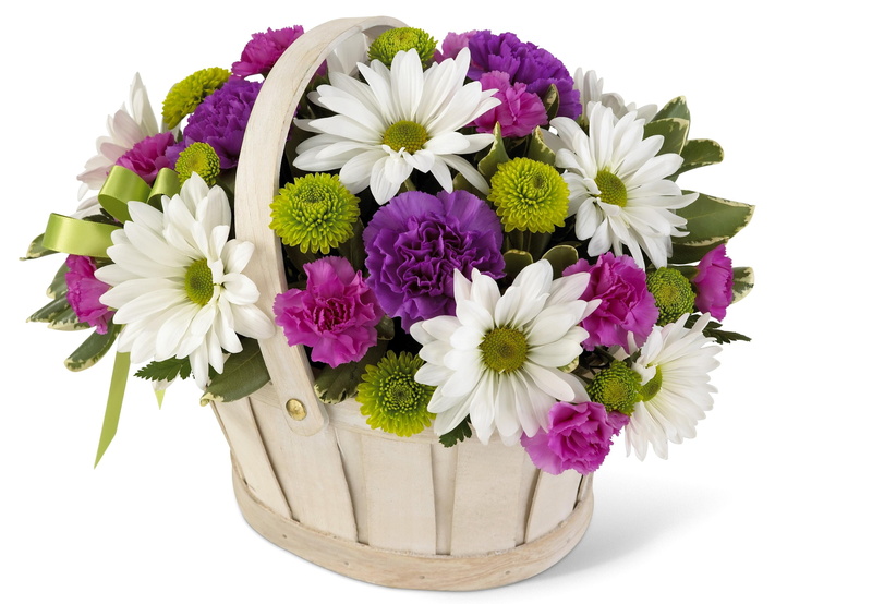 flowering plant, plant, cut Flowers, romance, flower Pot, isolated, flower, bunch of flowers, red, purple, petal, beautifully, flower arrangement, season