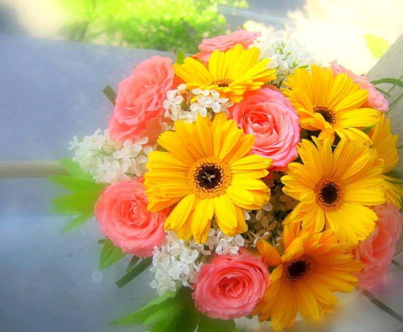 high angle view, colors, flower Head, rose - Flower, red, freshness, springtime, beautifully, white, roses, blossom, orange Color, fragility, beauty In Nature