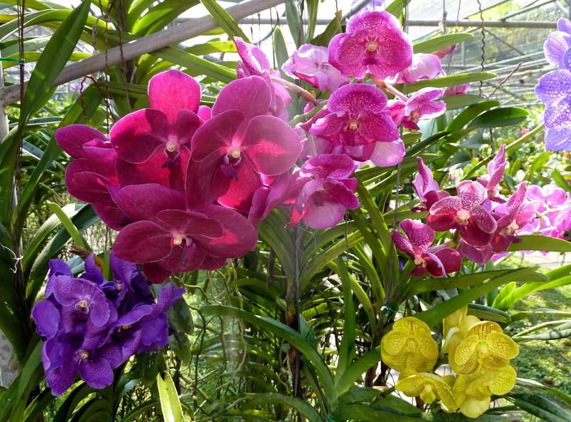 day, red, plant, flower, flowerbed, summer, colorful, multi Colored, orchids, 1080P, bright, green, stem, fragility, moth Orchid, vulnerability, plant part