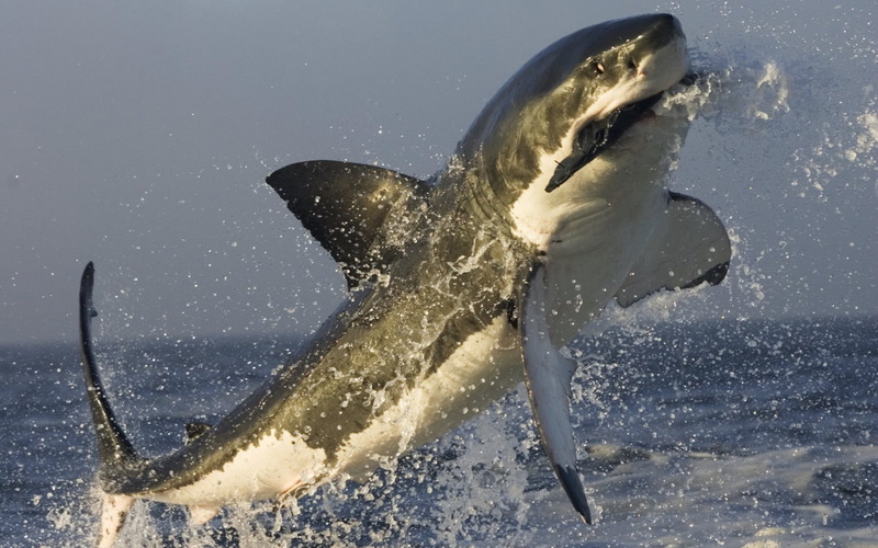 animals, 720P, sea, splashes, shark, jumping, Great White Shark