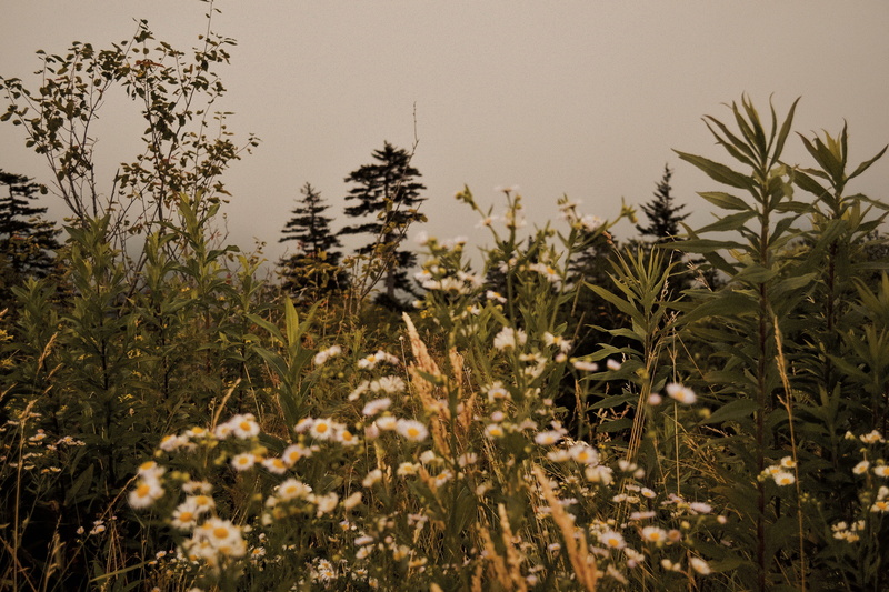 wildflower, no people, scenics - nature, hike, nature, mountain, flowers, clingmans dome trail, growth, freshness, day, field, tranquility, north carolina