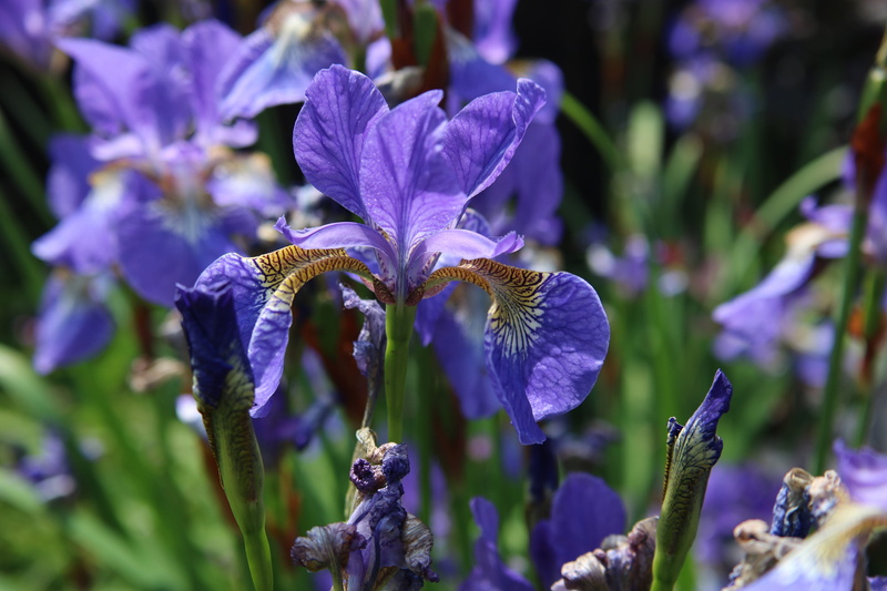 garden, leaf, outdoors, gardening, plant, growth, no people, bloom, fragility, flower, irises, petal, botany, perennial, day, freshness, inflorescence