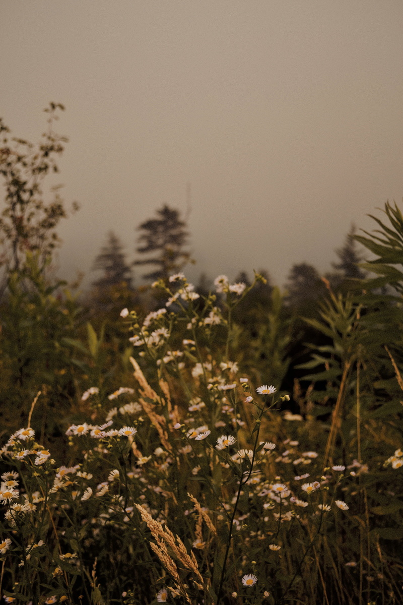 focus on foreground, land, tranquil scene, tennessee, tranquility, beauty in nature, clingmans dome visitor center, fragility, outdoors, vulnerability
