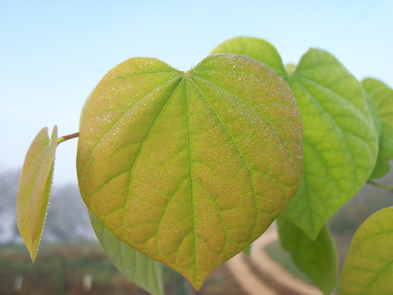clingman photography, yellow tinted, 4K, freshness, leaf vein, pink, beauty in nature, morning, leaf, outdoors, close-up, vulnerability, red-bud, autumn