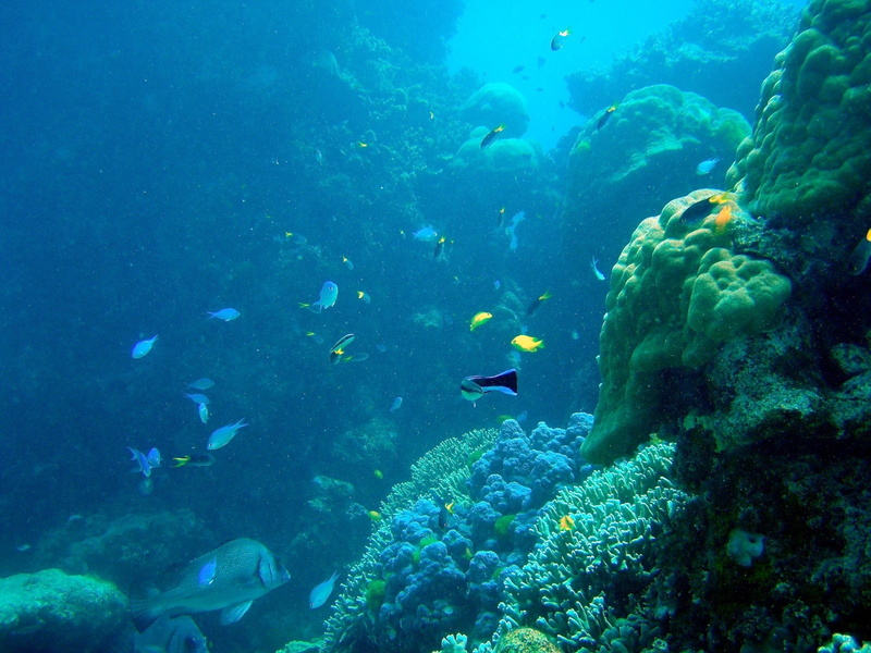 vertebrate, animal wildlife, water, animal, undersea, sea life, marine, school of fish, nature, Reef, animal themes, ecosystem, underwater, Great, sea