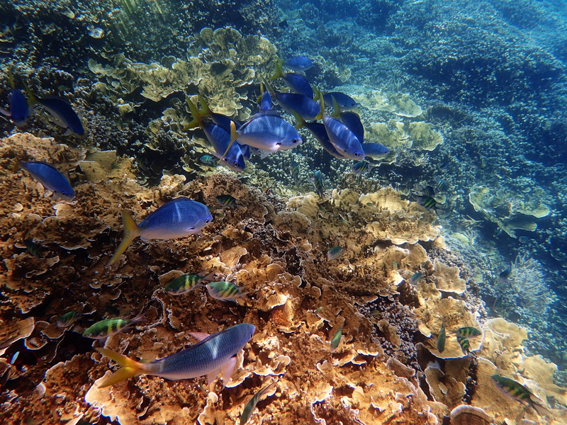 animal themes, animals in the wild, no people, group of animals, invertebrate, swimming, marine, water, animal wildlife, underwater, school of fish, coral