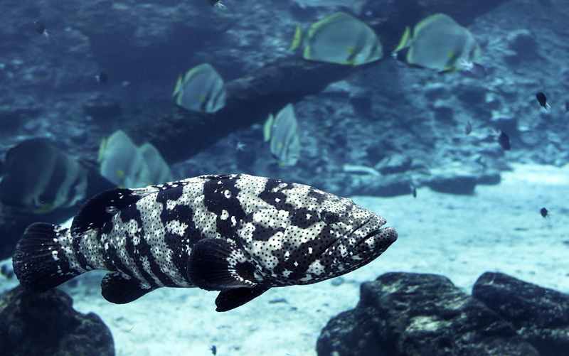 undersea, animal themes, one animal, sea life, great barrier reef, ocean creatures, closeup, animals in the wild, nature, no people, rock - object, 2K