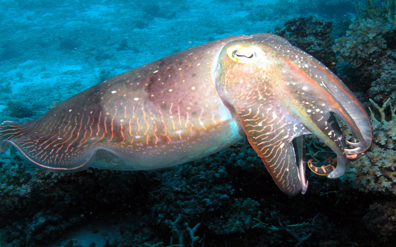 backgrounds, reef, animals in the wild, sea life, one animal, nature, swimming, beauty in nature, animal wildlife, cuttlefish, animal, hd, no people, desktop