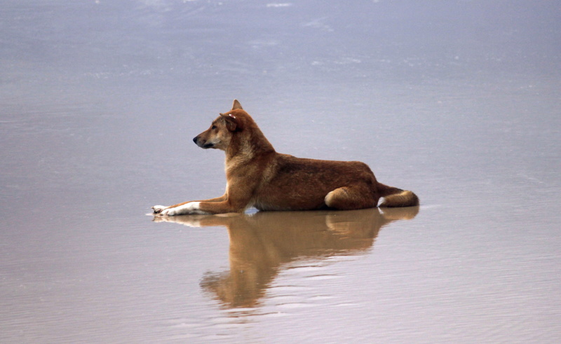 side view, daytime, Beach, lying, brown, mammal, nature, animal themes, canine, no people, adult, sand, domestic, dog, australia, reflection, pets, Dingo