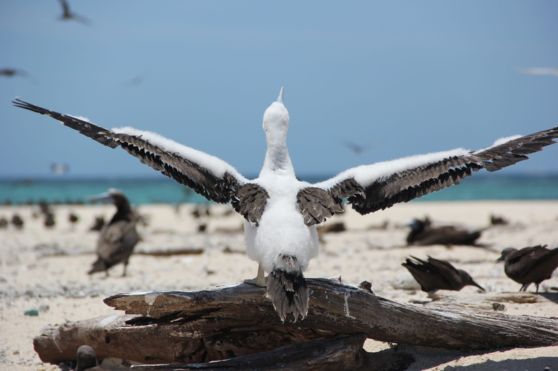 tree, 5K, spread wings, vertebrate, sea, plumage, bird sanctuary, sky, flying, animals in the wild, wildlife, outdoors, great barrier reef, driftwood