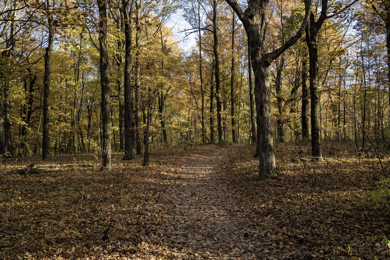 change, footpath, foliage, public domain, pike, Wisconsin, trees, park, green Color, state, season, leaf, non-Urban Scene, forest, landscape, tranquil Scene