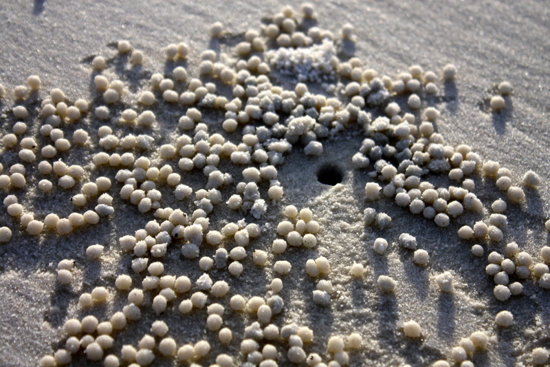 nature, animal, white color, outdoors, sunlight, jewelry, pearl jewelry, day, abundance, pebble, australia, selective focus, food, large group of objects
