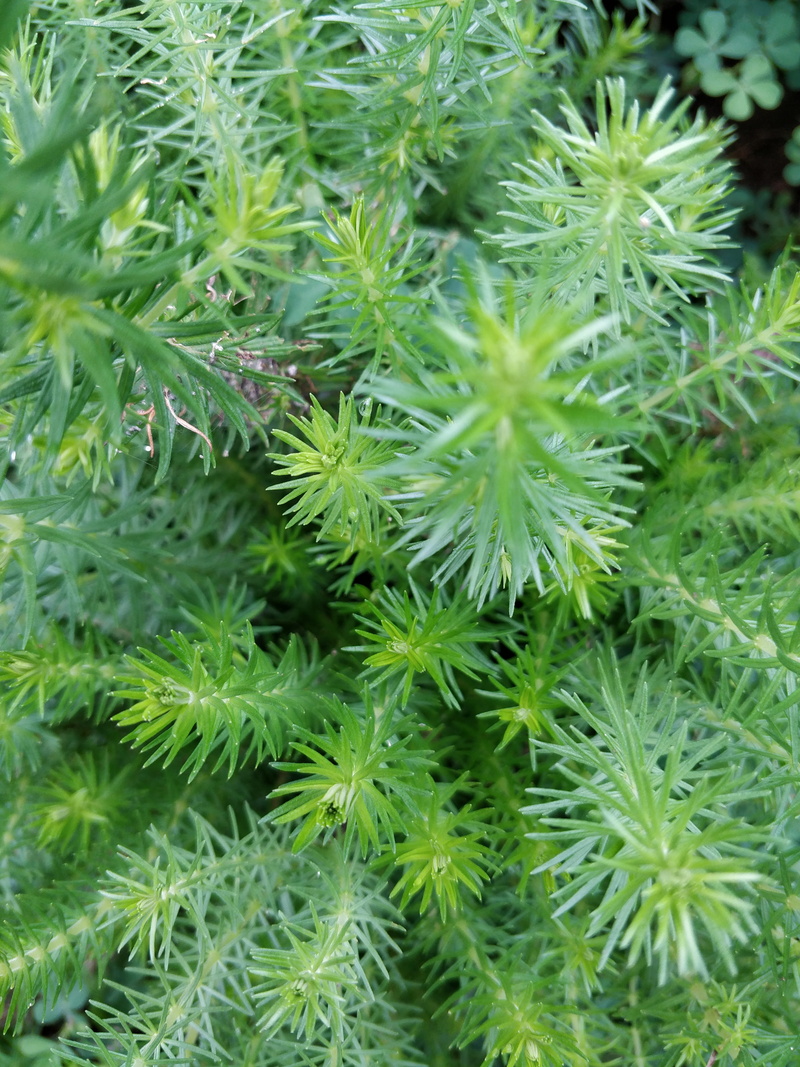 pattern, green, plant, mobile, food and drink, selective focus, green color, country, close-up, directly above, 4K, nature, texture, spiky, outdoors