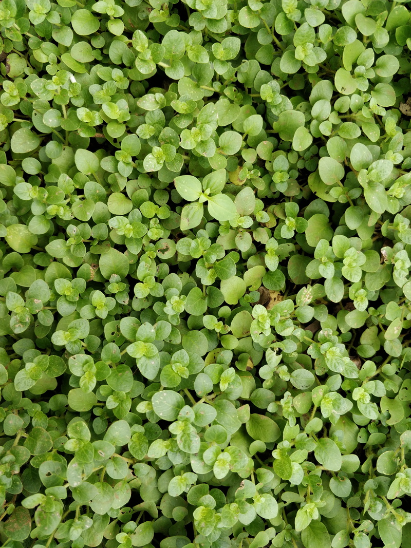 pune, mobile photography, green, high angle view, plant, freshness, rainforest, outdoors, full frame, directly above, texture, background, trees, backgrounds