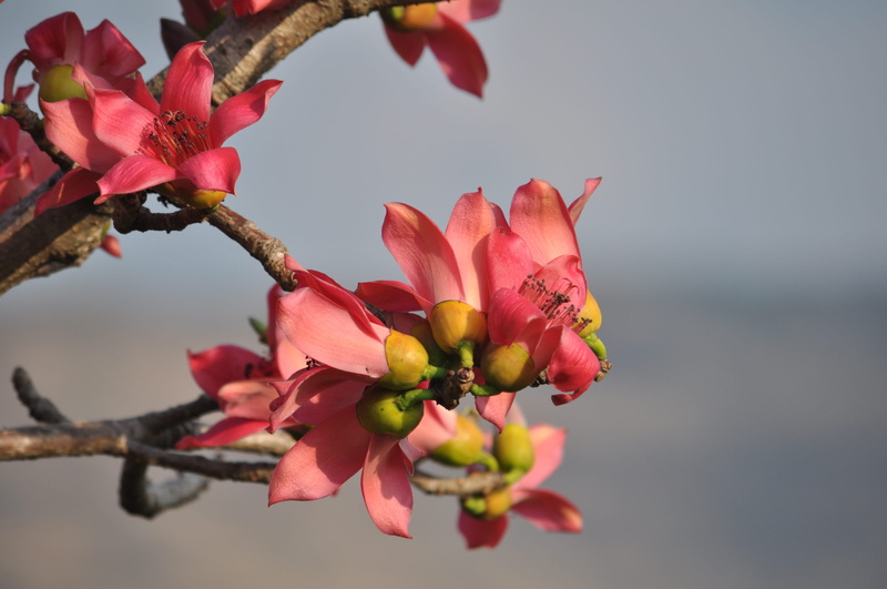 nature, tree, branch, flower head, 4K, cherry tree, plant, flowering plant, pollen, outdoors, bud, fragility, wild, inflorescence, freshness, petal, growth