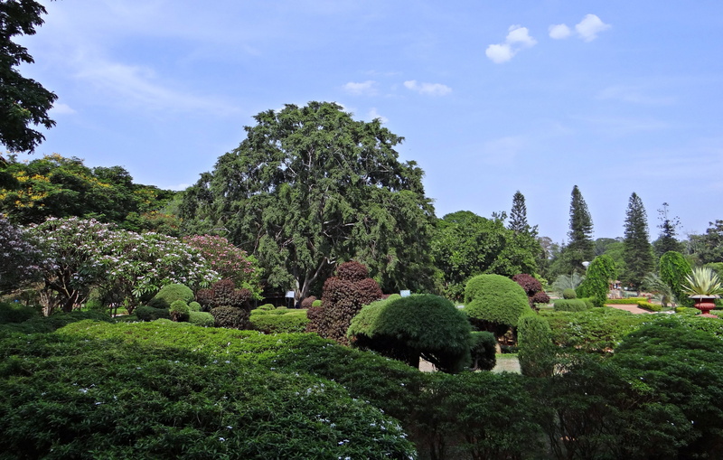 green color, topiary, growth, 4K, hedge, cloud - sky, no people, tranquility, india, beauty in nature, sky, bangalore, botanical garden, grass, park - man made space