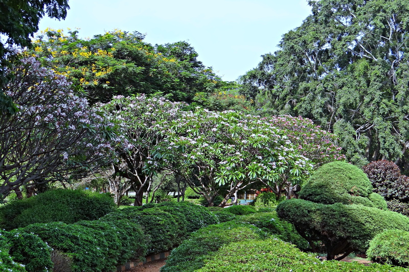 foliage, garden, Botanical Garden, tree, plant, outdoors, greenery, park, freshness, blossom, agriculture, sky, green color, Lal Bagh, land, growth, 4K