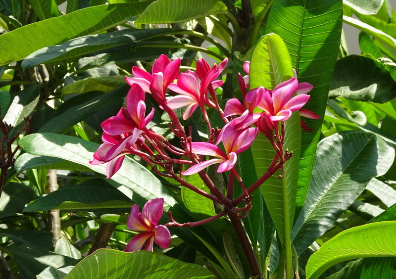 kathgolap, lal gulachin, mumbai, fragility, beauty in nature, summer, inflorescence, petal, nature, growth, 2K, plant part, plant, flora, khagi leihao