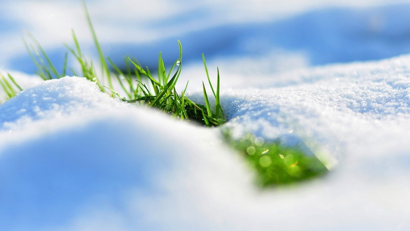 green, reflections, plant, holiday, leafed, season, white, day, blue, green Color, cold temperature, snow, extreme close-up, macro, freshness, grass, cold - Temperature