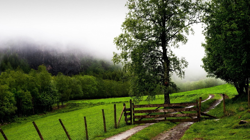 sky, non-urban scene, tree, scenics - nature, green color, trees, landscape, outdoors, boundary, tranquil scene, barrier, green, nature, 1080P, grass