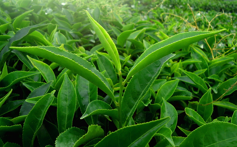india, organic, dew, drop, plant, kerala, farm, no people, green, agriculture, day, 4K, backgrounds, leaf, green leaf, close-up, outdoors, wet, nature