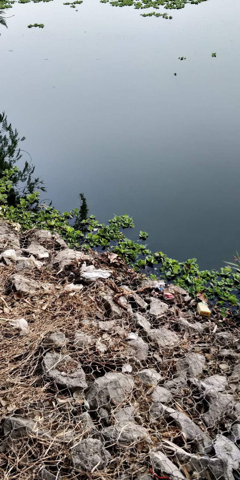water, rock, floating on water, reflection, plant part, day, tranquil scene, non-urban scene, beauty in nature, plant, mud, no people, india, tranquility