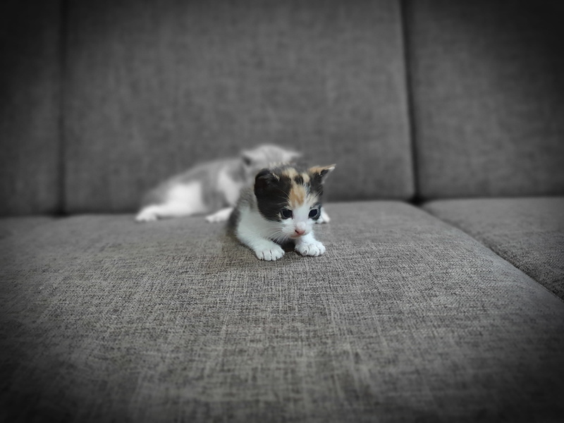 cushion, animal, #, domestic, pakistan, one animal, dog, manx, surface level, pet, padded, color, domestic cat, relaxation, cat, whisker, domestic animals