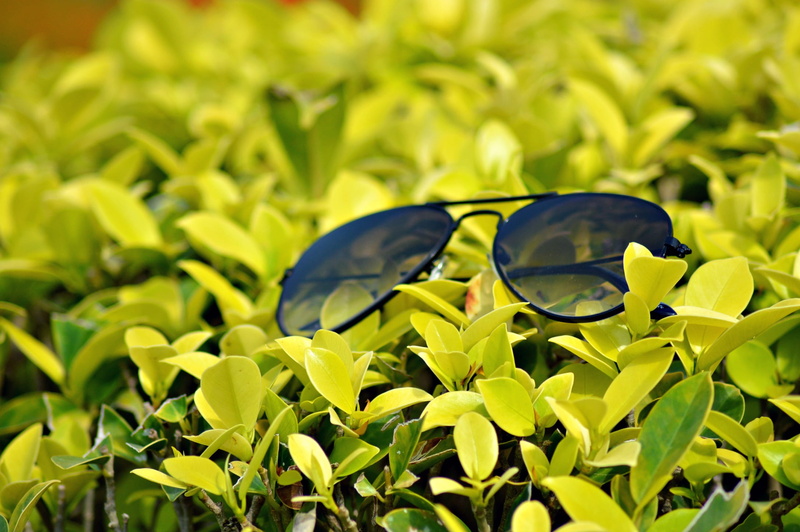 hyderabad, close-up, sunglasses, selective focus, redhills, eyewear, personal accessory, leaf, life, no people, fashion, green, growth, transparent, glasses